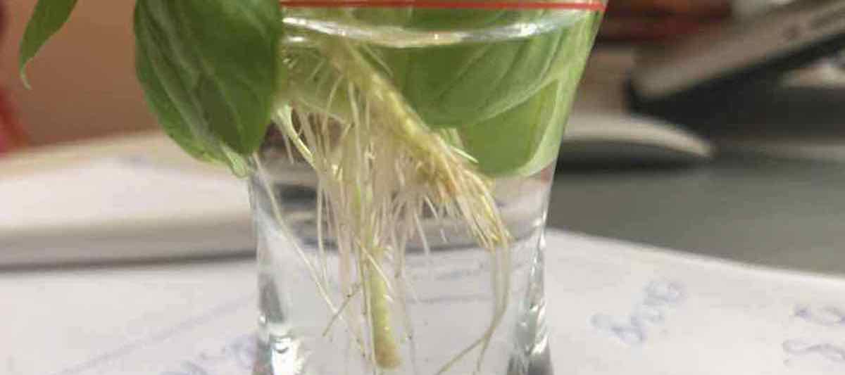 Basilikum- vermehren, Wurzeln