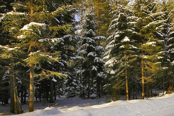 Weihnachtsbaum Tannenwald