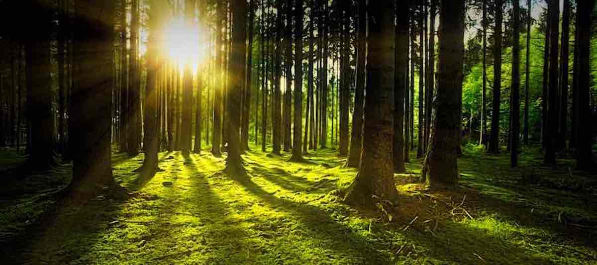 Klimaschutz Wald