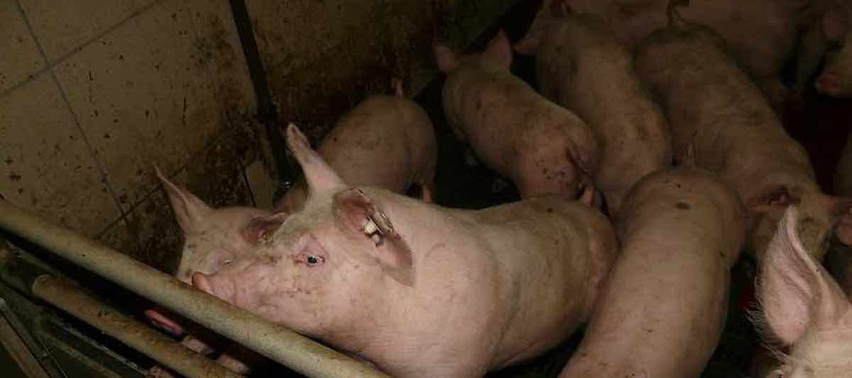 Treibhausgase Schweinemast